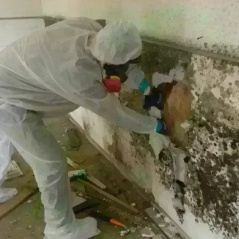 Mold Remediation and Removal in Hurst, TX